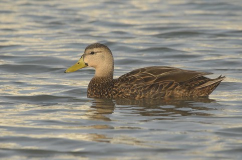 Mottled Duck (Anas fulvigula) male, Texas, USA