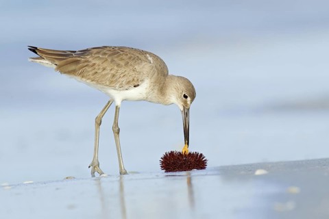 Willet (Tringa semipalmata), Florida, USA