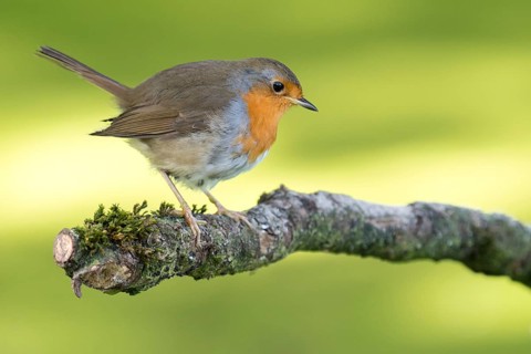 European Robin (Erithacus rubecula) perched on a branch, Lower Saxony, Germany