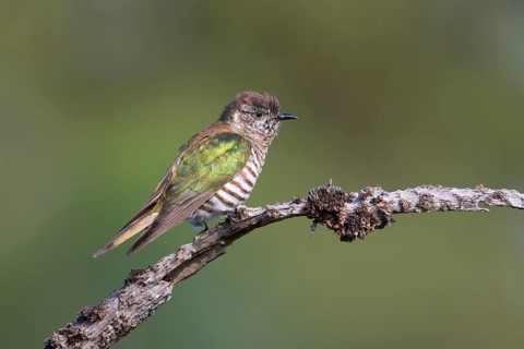 Shining Bronze Cuckoo (Chrysococcyx lucidus), Victoria, Australia