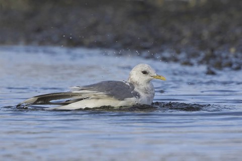 Mew Gull (Larus canus) bathing, British Columbia, Canada
