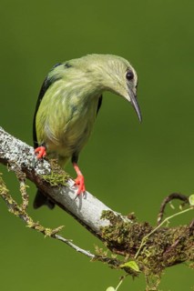 Red-legged Honeycreeper (Cyanerpes cyaneus) perched on a branch in Costa Rica