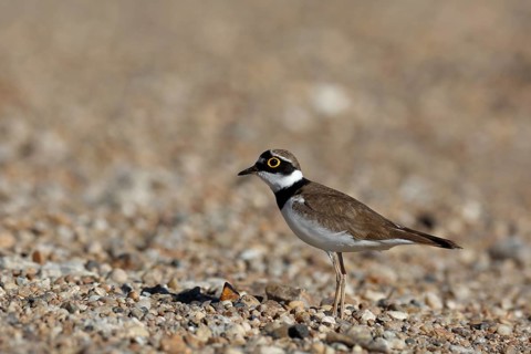 Little Ringed Plover (Charadrius dubius), Saxony-Anhalt, Germany