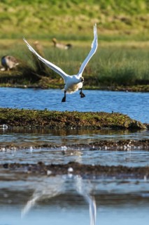 Tundra Swan, Bewick's Swan, Cygnus columbianus in flight at winter in Slimbridge, England, United