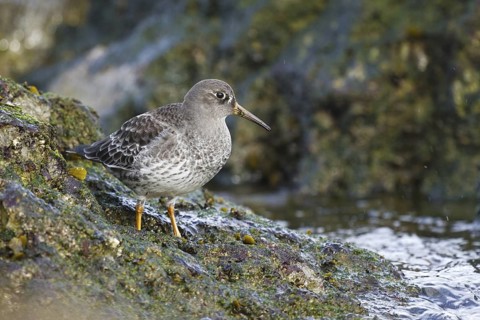 Purple Sandpiper (Calidris maritima), Asturias, Spain