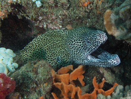 Gymnothorax favagineus Gymnothorax permistus (reticulated moray eel)