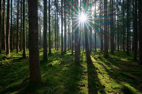 Sunlight floods the forest, illuminates the moss-covered ground and creates a peaceful atmosphere,