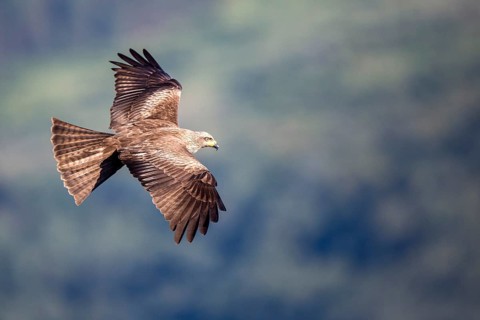 Black Kite (Milvus migrans) flying, Madrid, Spain