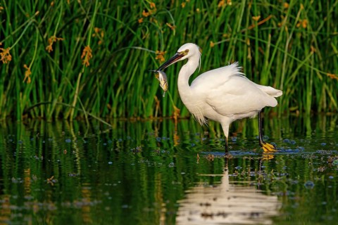 Animals, birds, heron, egret, biotope, habitat, foraging, (Egretta garzetta), Khawr Rawri, Salalah,