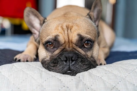 An adorable French Bulldog lies on a cozy bed, displaying a captivating expression with its large,