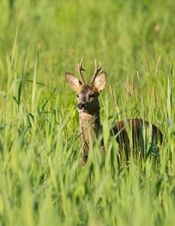 Roe deer (Capreolus capreolus), roebuck standing in a wet meadow, in a wetland biotope, wildlife,