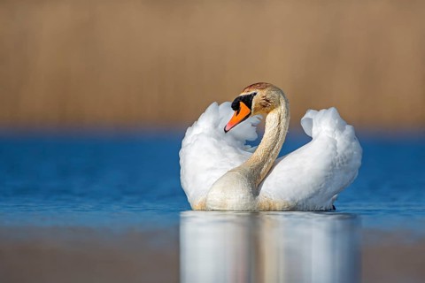 Mute Swan (Cygnus olor) male, Saxony-Anhalt, Germany