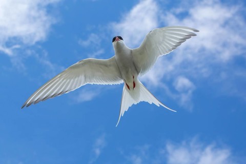 Arctic Tern (Sterna paradisaea), flying, Isle of May, Scotland, United Kingdom