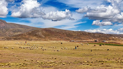 Flock of sheep on a vast pasture under a cloudy sky, The villages and countryside near Puno in Peru