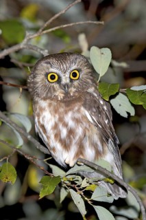 Northern Saw-whet Owl Aegolius acadicus Duluth, Minnesota, United States 15 October Immature