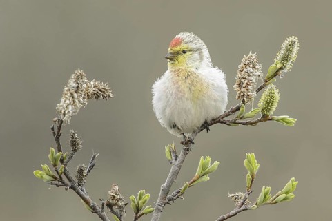 Arctic Redpoll (Acanthis hornemanni), Alaska, USA