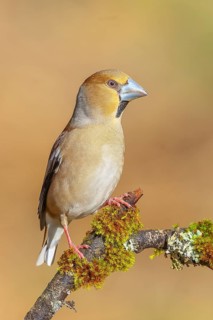 Hawfinch (Coccothraustes coccothraustes) male sitting on a branch covered with moss and lichen,
