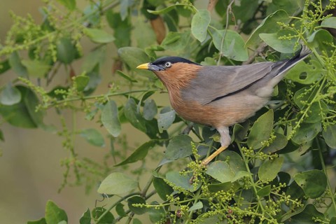 Brahminy Starling (Sturnia pagodarum), India