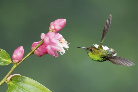 Coppery-headed Emerald (Elvira cupreiceps), Costa Rica