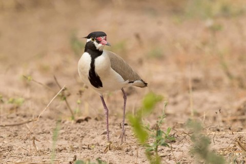 Black-headed Lapwing (Vanellus tectus), Gambia