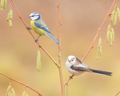 Long-tailed Tit (Aegithalos caudatus), and Blue Tit (Cyanistes caeruleus) sitting on the bush of a