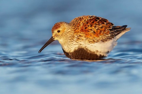 Dunlin (Calidris alpina) feeding along a river in Nome, Alaska