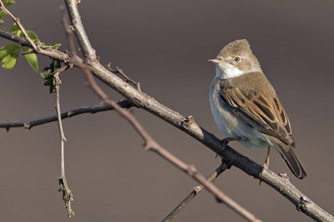 Common Whitethroat (Sylvia communis), Saxony-Anhalt, Germany