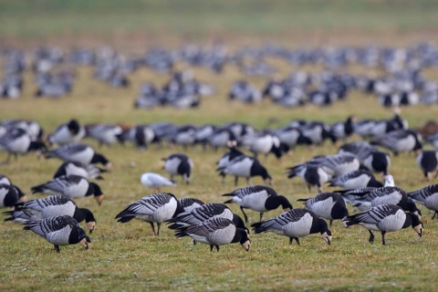 Barnacle Goose (Branta leucopsis) foraging, Netherlands
