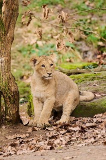 Asiatic lion (Panthera leo persica) cub sitting on the ground, captive
