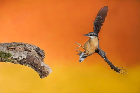 Eurasian Nuthatch (Sitta europaea) landing on a branch, Aosta Valley, Italy