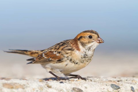 Lapland Longspur - Spornammer - Calcarius lapponicus ssp. lapponicus, Germany