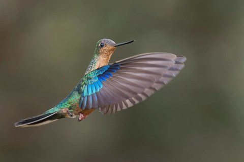 Great Saphirewing (Pterophanes cyanopterus) flying while feeding at a flower in the Andes Mountains