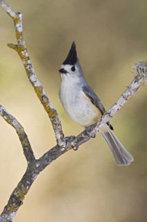 Black-crested Titmouse (Baeolophus atricristatus), Texas, USA