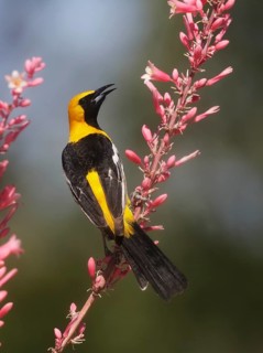 Hooded Oriole (Icterus cucullatus) male perched on Red Yucca flower (Hesperaloe parviflora),