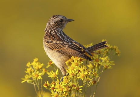 Whinchat (Saxicola rubetra) juvenile, Mecklenburg-Western, Pomerania, Germany
