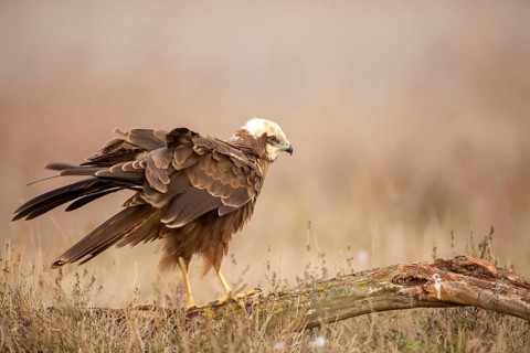 Western Marsh Harrier (Circus aeruginosus) female, Castile-La Mancha, Spain