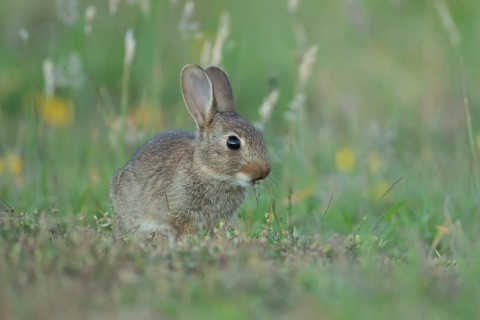 Rabbit (Oryctolagus cuniculus) juvenile baby bunny animal feeding in grassland in summer, Suffolk,