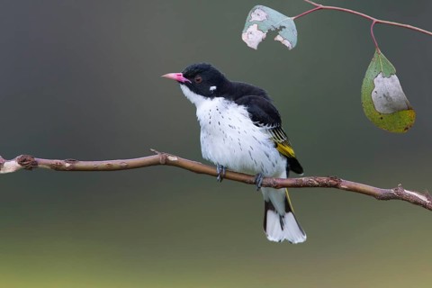Painted Honeyeater (Grantiella picta), New South Wales, Australia