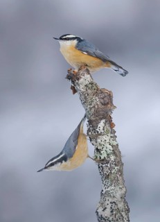 Red-breasted Nuthatch (Sitta canadensis), Alaska, USA