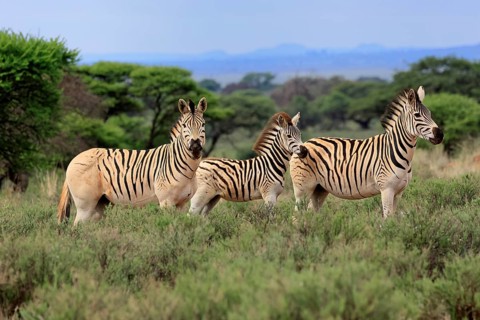 Burchell's zebra (Equus quagga burchelli), Burchell's zebra, adult, group, juvenile, alert, Mokala