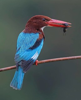 White-throated Kingfisher (Halcyon smyrnensis) perched on a branch with insect in beak, Penang,