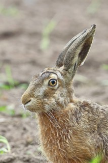 European hare (Lepus europaeus) sitting in a field, animal portrait, North Rhine-Westphalia,