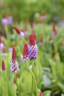 Orchid primrose (Primula vialii), Otter Nurseries, Ottershaw, England, Great Britain