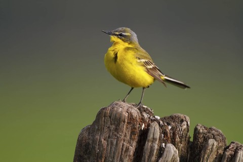 Western Yellow Wagtail (Motacilla flava), North Rhine-Westphalia, Germany