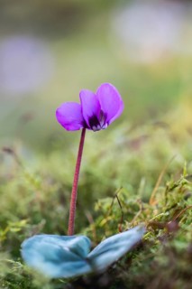 Vorfrühls-Cyclamen.Cyclamen coum), Emsland, Lower Saxony, Germany