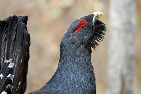 Western Capercaillie (Tetrao urogallus) male, Nizhegorodskaya, Russia