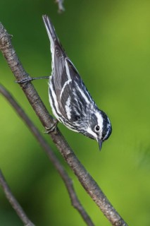 Black-and-White Warbler (Mniotilta varia) perched on a branch in southern Ontario, Canada