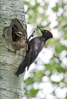 Black Woodpecker (Dryocopus martius) male at nest cavity with juvenile, Aosta Valley, Italy