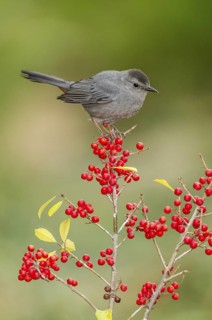 Grey Catbird (Dumetella carolinensis) perched on a branch, Texas, USA
