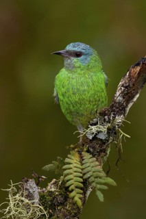 Blue Dacnis (Dacnis cayana) female, Sao, Paulo, Brazil